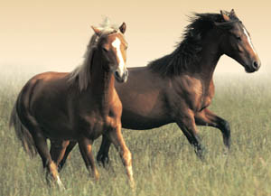 horses.jpg